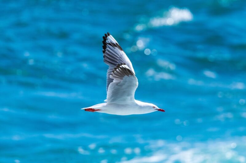 Hurghada: Dolphin Watching Boat Tour With Snorkeling & Lunch - Activities Offered