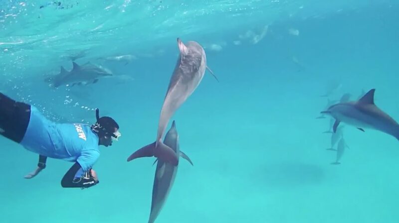Hurghada: Dolphin Watching Boat Tour With Snorkeling & Lunch - Crew and Service