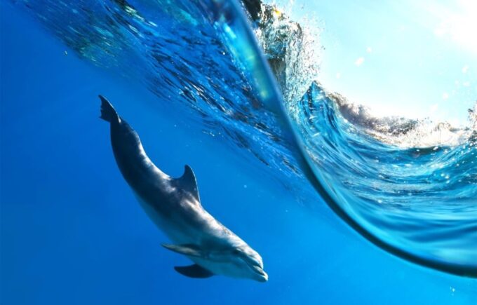 Hurghada: Dolphin Watching Boat Tour With Snorkeling & Lunch - Additional Information