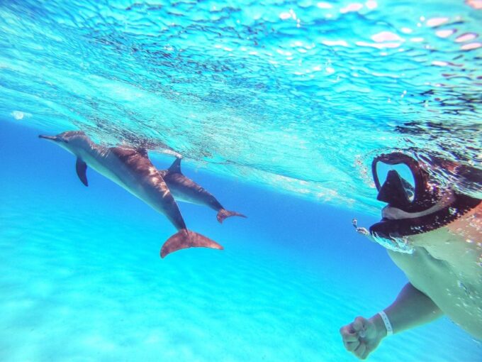 Hurghada: Dolphin Watching Boat Tour With Snorkeling & Lunch - Customer Feedback