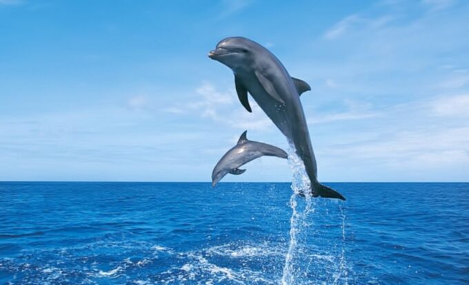 Hurghada: Dolphin Watching Private Yacht & Island Tour - Activity Highlights