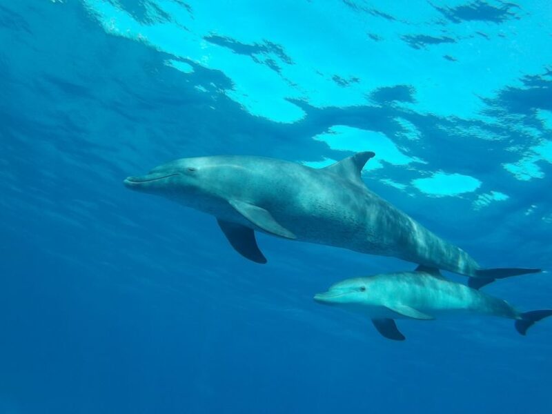Hurghada: Dolphin Watching & Snorkeling W/ Private Transfer - Experience Highlights
