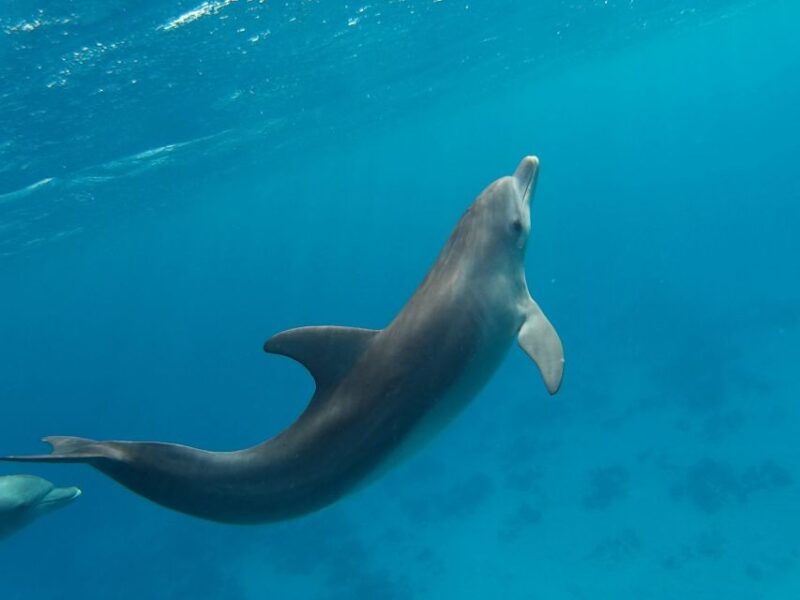 Hurghada: Dolphin Watching & Snorkeling W/ Private Transfer - Inclusions