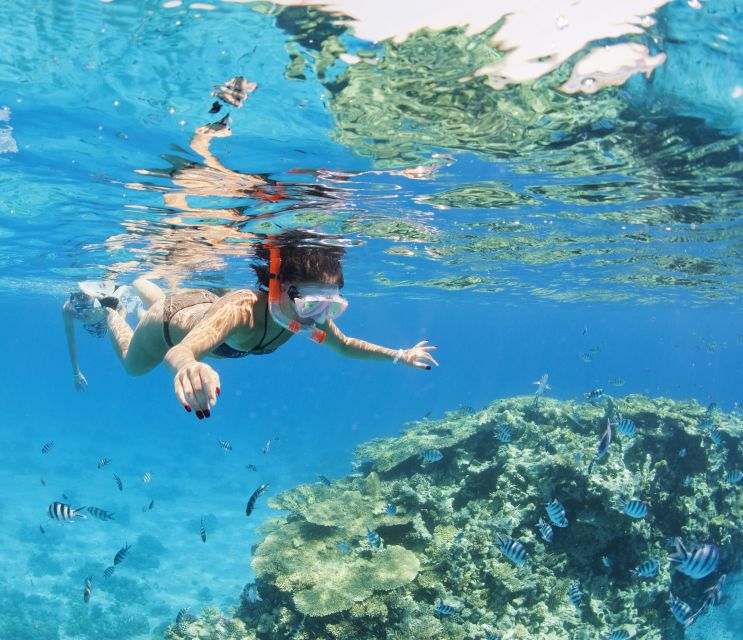 Hurghada: Dolphin Watching & Snorkeling W/ Private Transfer - What to Bring and Important Information
