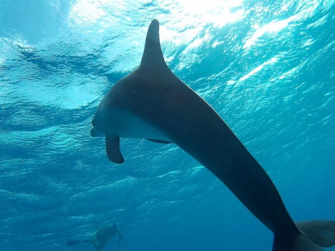 Hurghada: Dolphin Watching & Snorkeling W/ Private Transfer - Snorkeling Locations