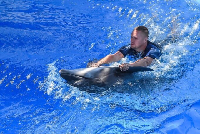 Hurghada: Dolphin World Family Swimming With Pickup - Location and Transportation