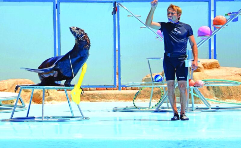 Hurghada: Dolphin World Show With Walruses and Pickup - Participant Details