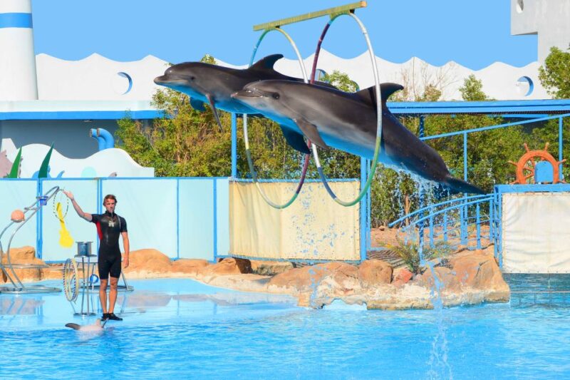 Hurghada: Dolphin World Show With Walruses and Pickup - Important Information