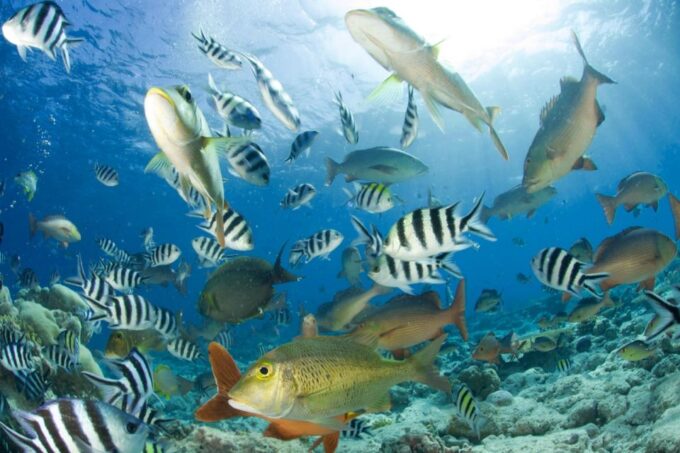 Hurghada: Empire Submarine Boat Trip With Snorkel and Drinks - Departure and Return Details