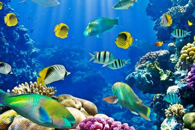 Hurghada: Full-Day Diving Tour With Lunch & Two Dive Sites - Diverse Dive Sites Explored