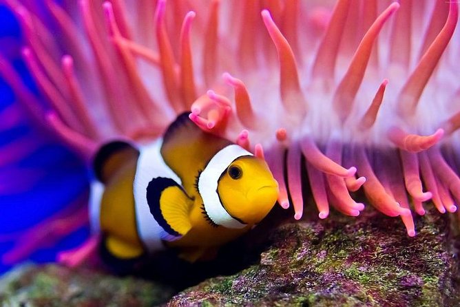 Hurghada: Full-Day Diving Tour With Lunch & Two Dive Sites - Experienced Diving Instructors