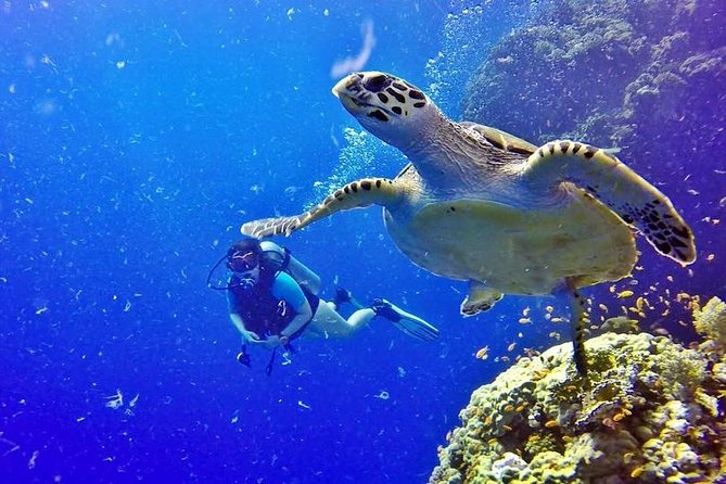 Hurghada: Full-Day Diving Tour With Lunch & Two Dive Sites - Lunch Served on Boat