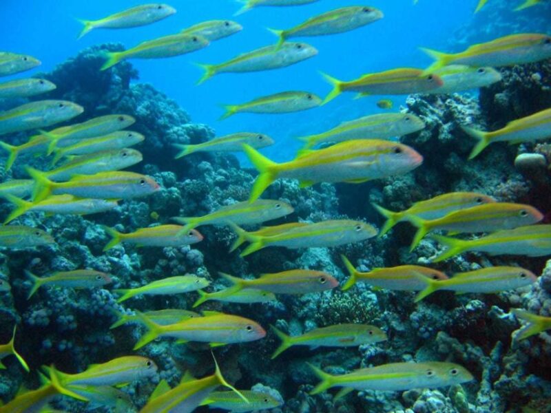 Hurghada: Full-Day Scuba Diving Discovery - Pricing and Discounts
