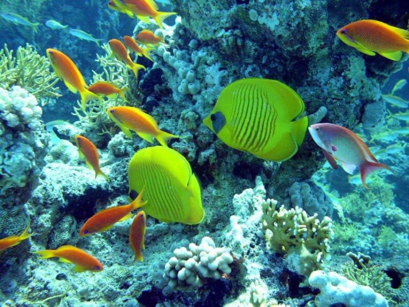 Hurghada: Full-Day Scuba Diving Discovery - Diving Experience Details