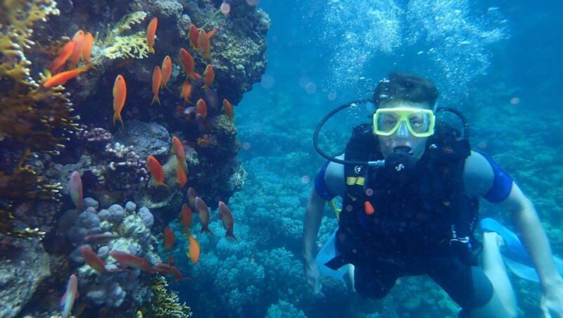 Hurghada: Full-Day Scuba Diving Discovery - Pickup and Transfer Options