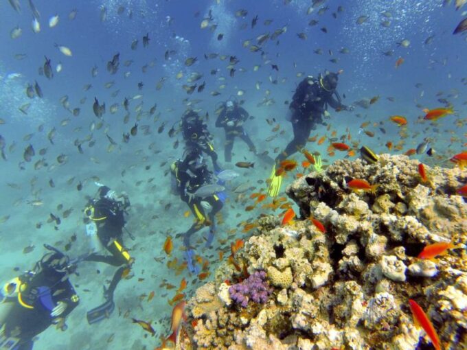 Hurghada: Full-Day Scuba Diving Discovery - Frequently Asked Questions