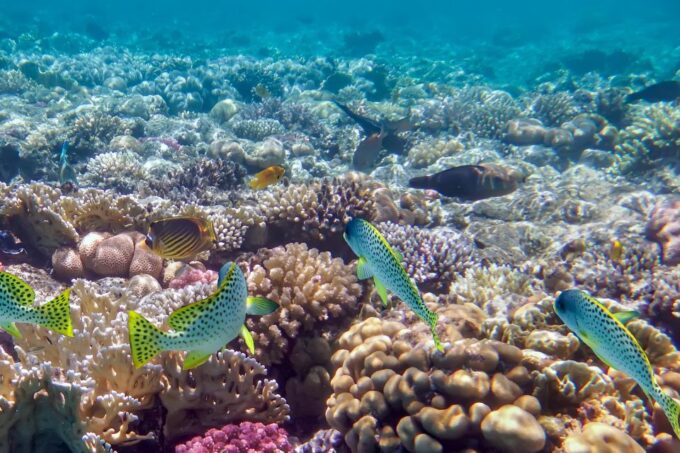 Hurghada: Giftun Island Snorkelling Trip With Lunch - Snorkeling and Lunch