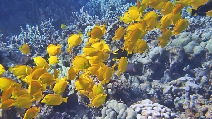 Hurghada: Giftun & Orange Bay Tour With Snorkeling & Lunch - Unique Features of the Tour