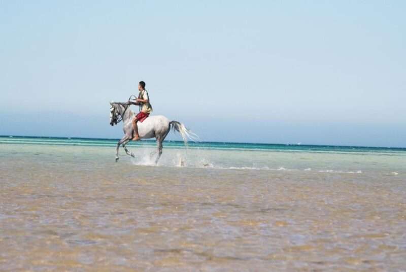 Hurghada: Horse Ride Along the Sea & Desert With Transfers - Inclusions