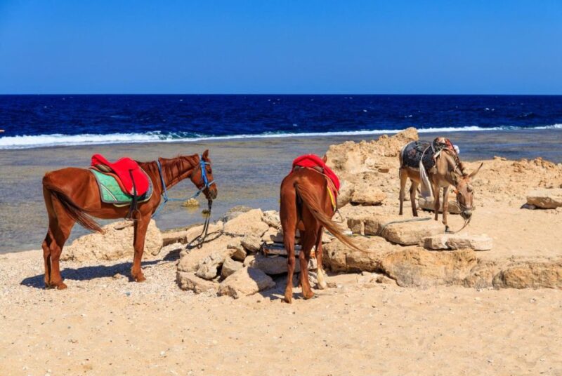 Hurghada: Horse Ride Along the Sea & Desert With Transfers - Itinerary and Experience