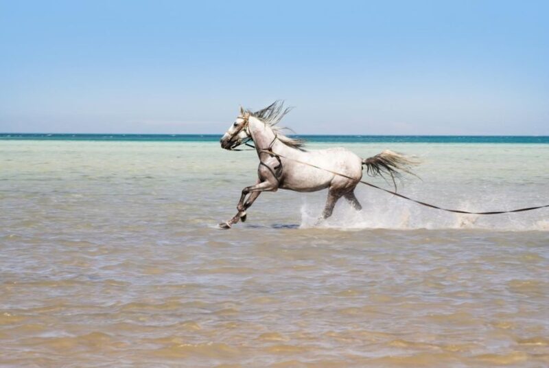 Hurghada: Horse Ride Along the Sea & Desert With Transfers - Inclusions