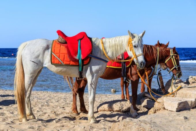 Hurghada: Horse Ride Along the Sea & Desert With Transfers - Horse Riding Duration