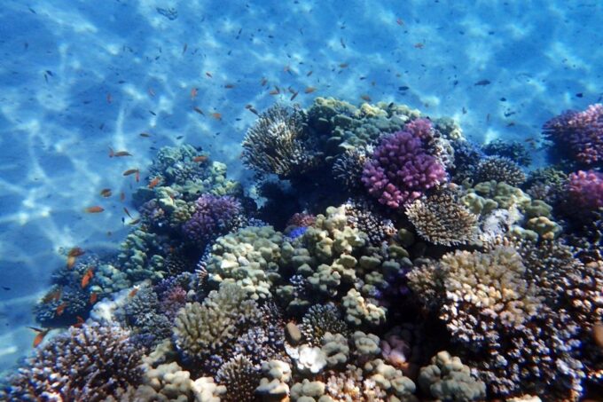 Hurghada: Magawish Island Boat Trip With Lunch & Transfers - Additional Information