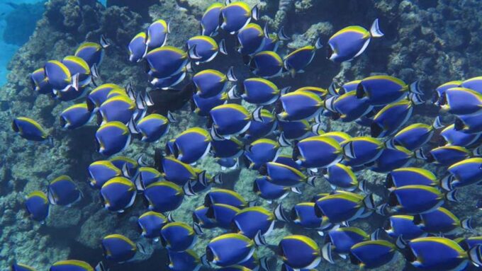 Hurghada: Magawish Island & Parasailing Tour W Buffet Lunch - Frequently Asked Questions