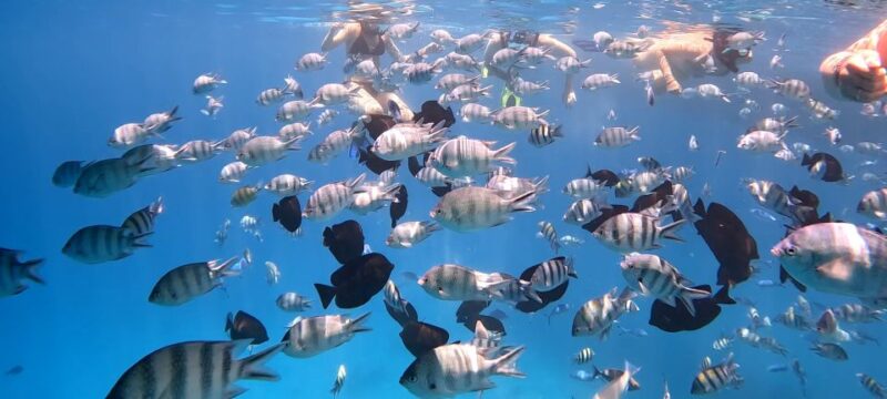 Hurghada: Nemo Island Speedboat Tour With Snorkeling & Lunch - Participant Information