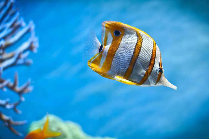 Hurghada: Orange Bay, Snorkeling, Watersports, Lunch & Drinks - Highly Rated Customer Reviews