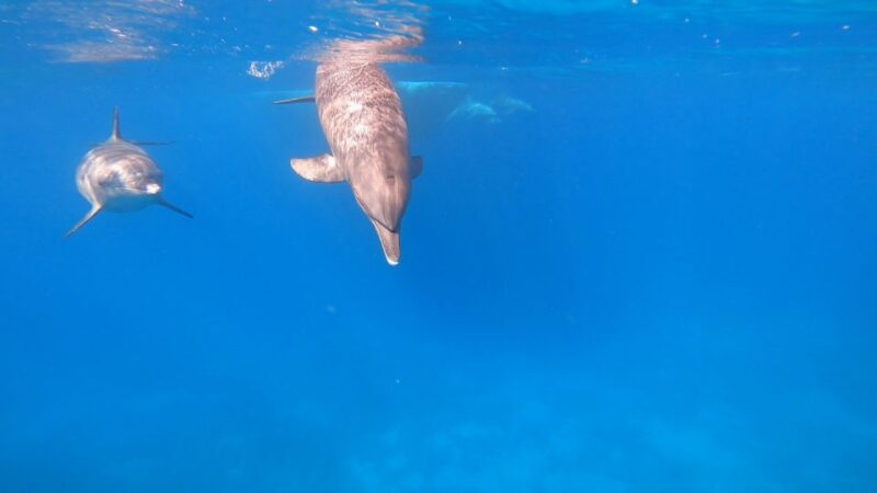 Hurghada: Orange Bay Speedboat Snorkeling Cruise With Lunch - Key Points