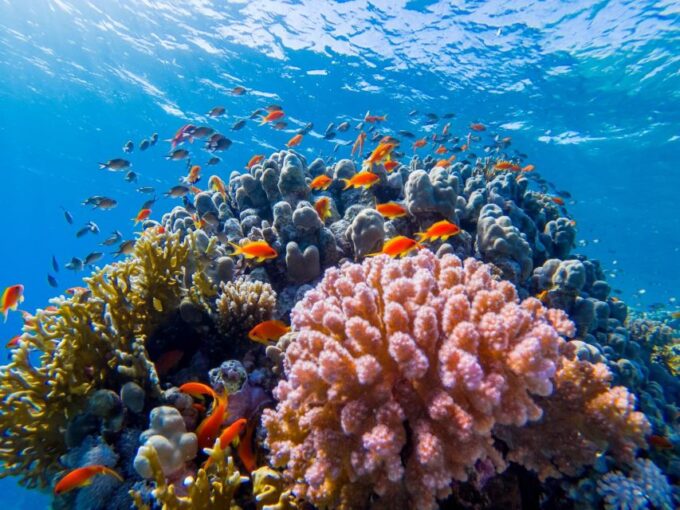 Hurghada: Orange Bay Yacht Cruise With Private Transfers - Frequently Asked Questions