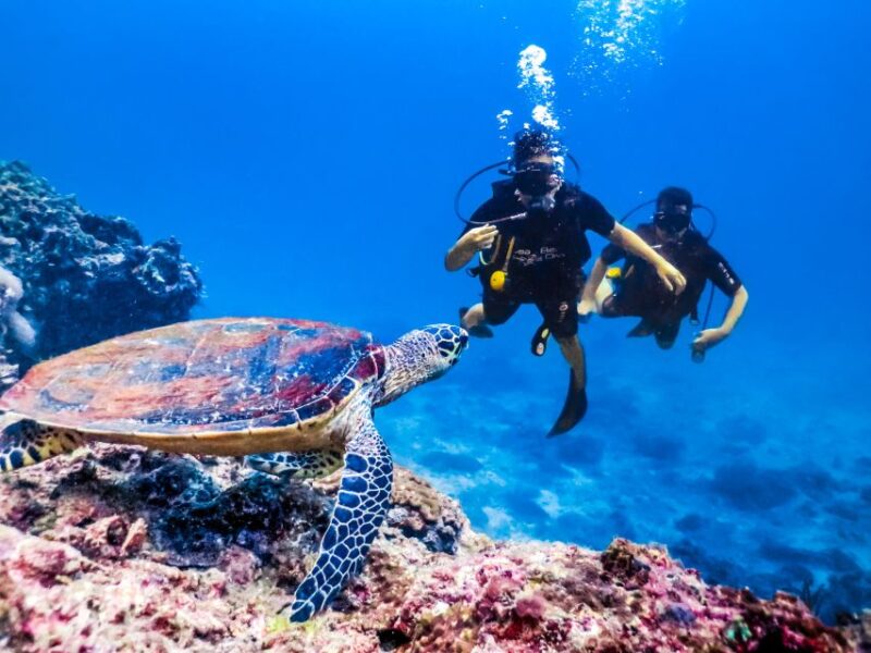 Hurghada: Orange Island Diving & Snorkeling Trip With Lunch - Activity Overview