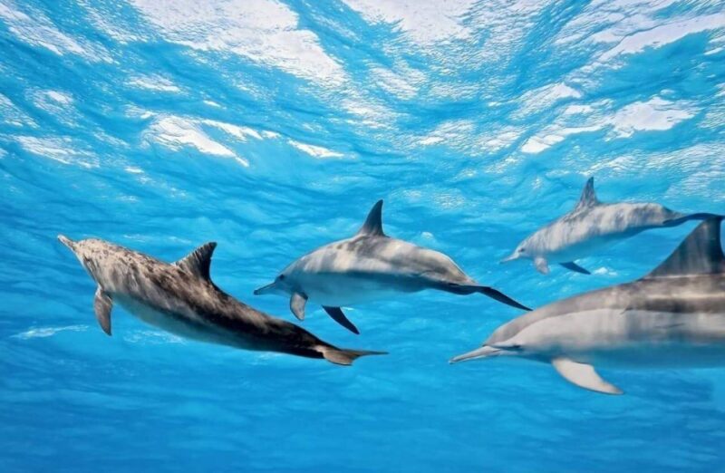 Hurghada: Orange Island, Grand Safari, Dolphin House Package - Inclusions