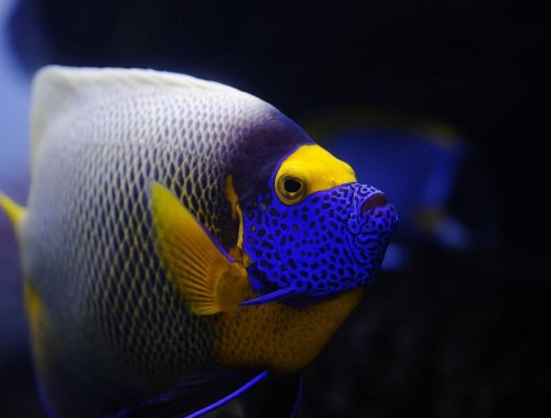 Hurghada: Platinum Orange Bay Snorkeling Cruise With Lunch - Snorkeling and Marine Life