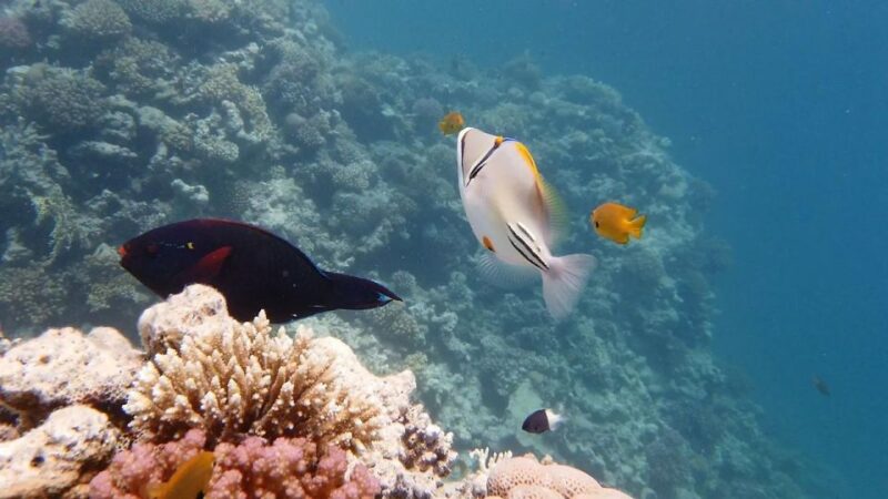 Hurghada: Premium Orange Bay Island Cruise With Lunch - Customer Reviews