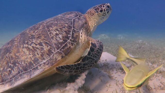 Hurghada: Premium Orange Bay Island Cruise With Lunch - Frequently Asked Questions