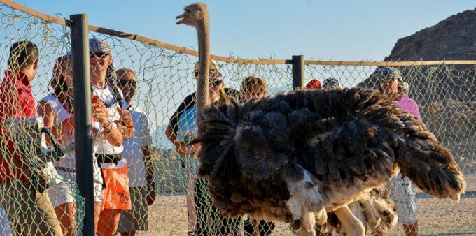 Hurghada: Private ATV Safari, Bedouin Village, Camel Ride - Booking and Cancellation