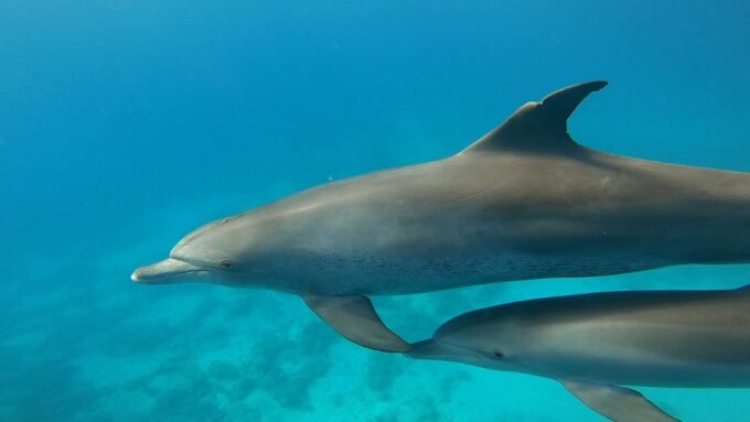 Hurghada: Private Speedboat Adventure With Snacks & Pick-Up - Frequently Asked Questions