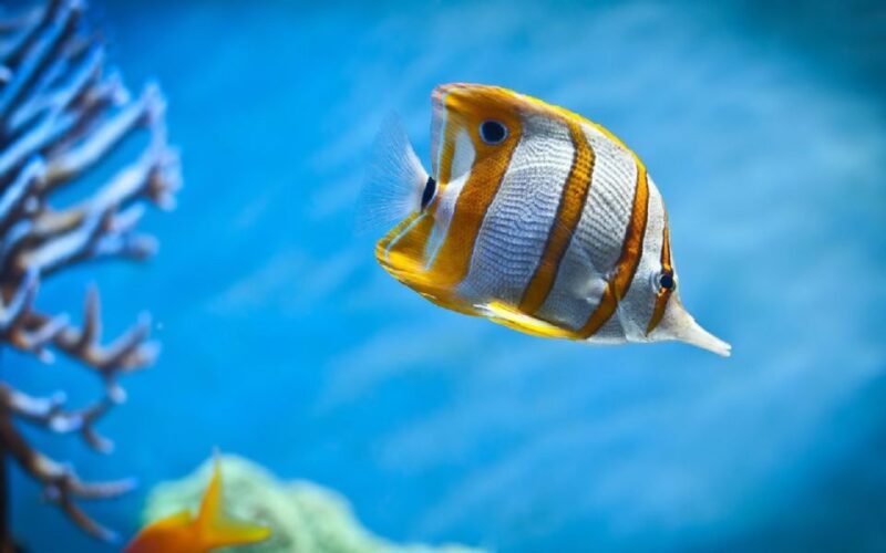 Hurghada: Private Sunset Boat Trip With Snorkel and Transfer - Inclusions and Fees