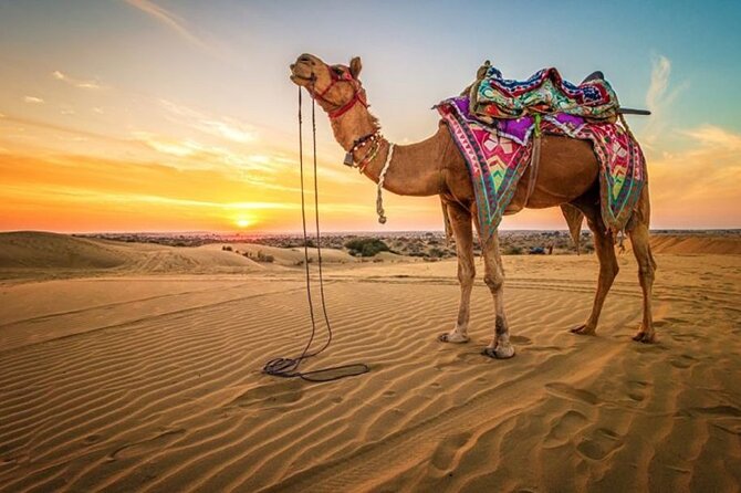 Hurghada: Quad, Jeep, Camel and Buggy Safari With BBQ Dinner - Camel Rides in the Desert