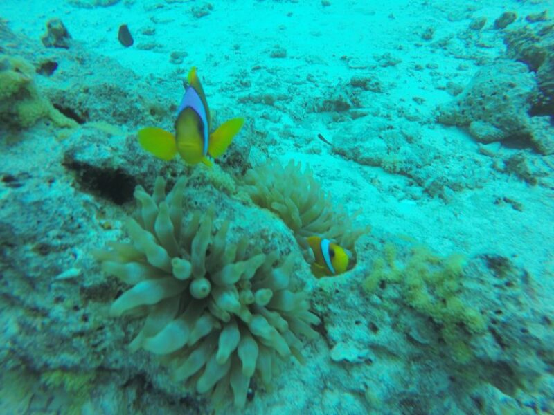Hurghada- Redsea: Shore Diving With Transfers From Hurghada - Booking and Communication