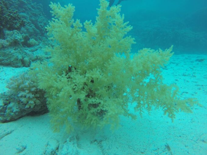 Hurghada- Redsea: Shore Diving With Transfers From Hurghada - What to Bring