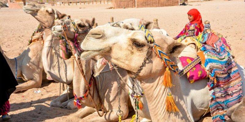 Hurghada: Safari Jeep, Buggy, Camel, Quad, Bedouin Dinner - Inclusions