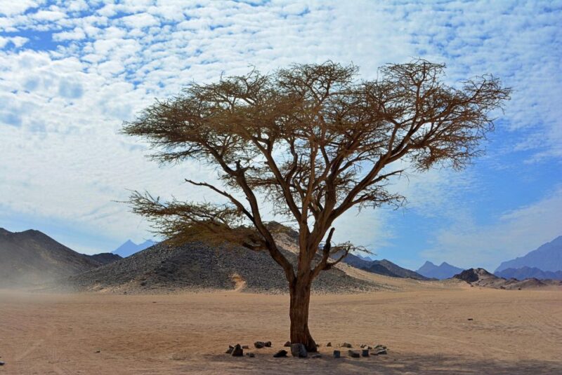 Hurghada: Safari Jeep , Camel Ride & BBQ Dinner - Availability