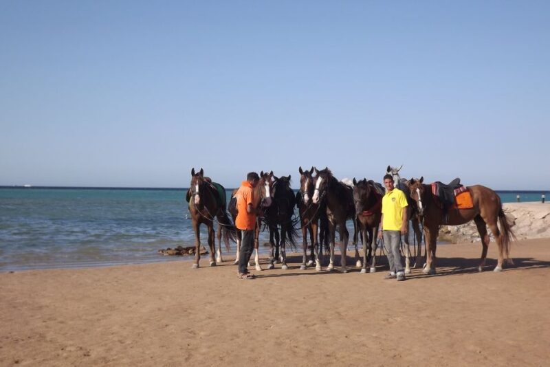 Hurghada: Sea & Desert Horse Tour, Stargazing, Dinner & Show - Horseback Riding Details