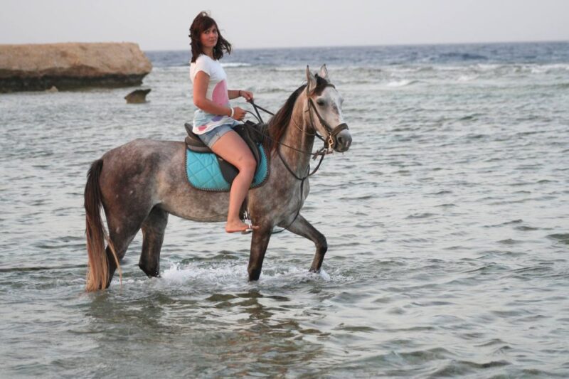 Hurghada: Sea & Desert Horse Tour, Stargazing, Dinner & Show - Itinerary Components