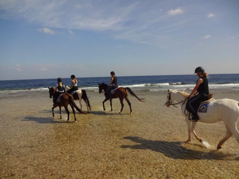Hurghada: Sea & Desert Horse Tour, Stargazing, Dinner & Show - Itinerary Details