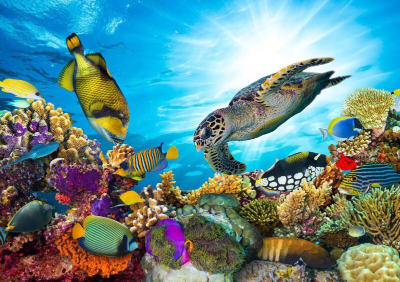 Hurghada: Sharm El Naga Tour With Snorkeling & Lunch - Tour Duration and Pricing