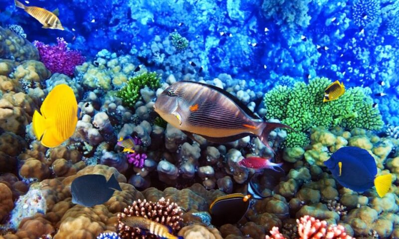 Hurghada: Snorkeling, Dolphin Watching & Banana Boat Fun - Participant Information
